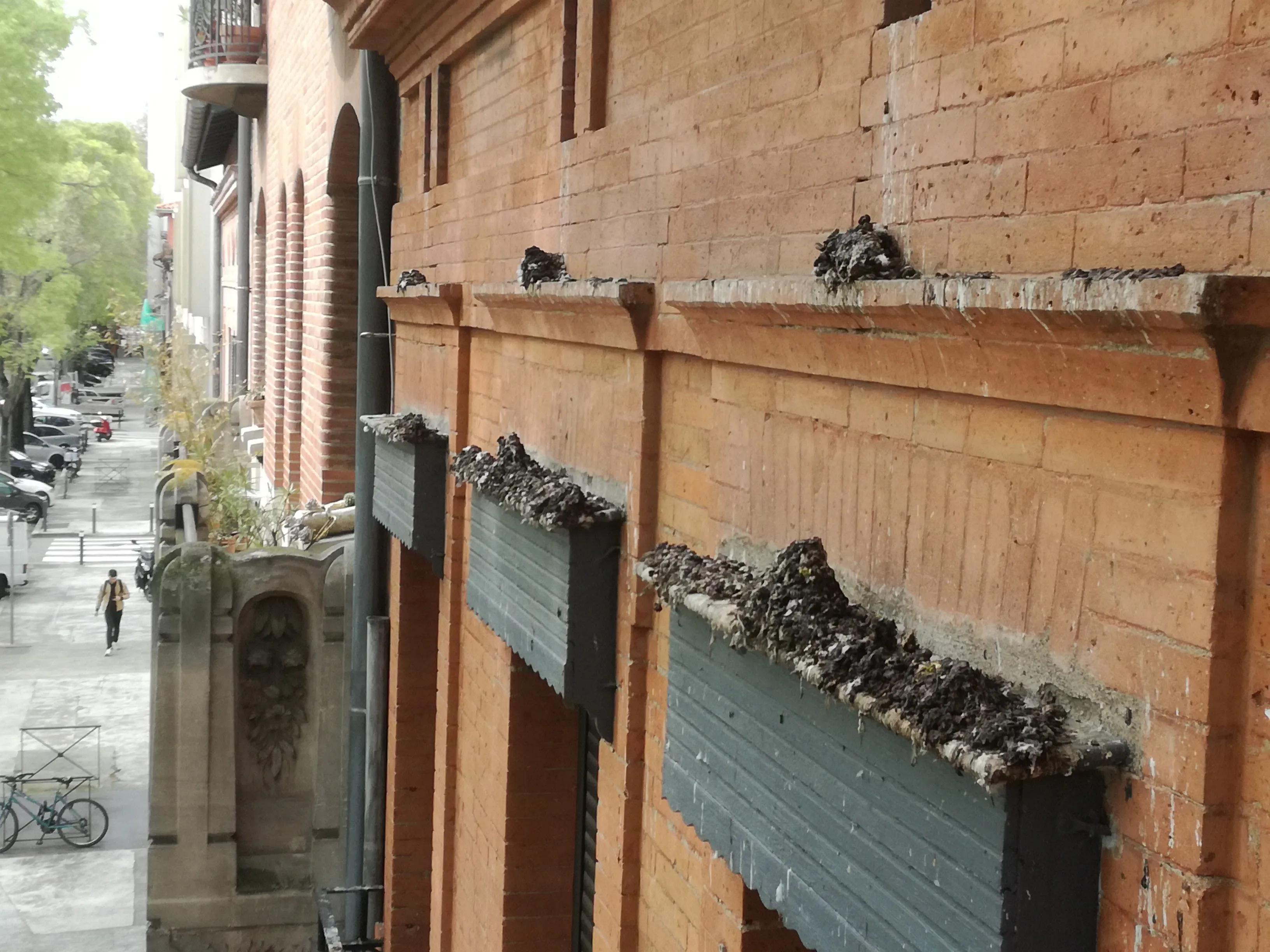 Avant — Pose de picots anti-pigeons